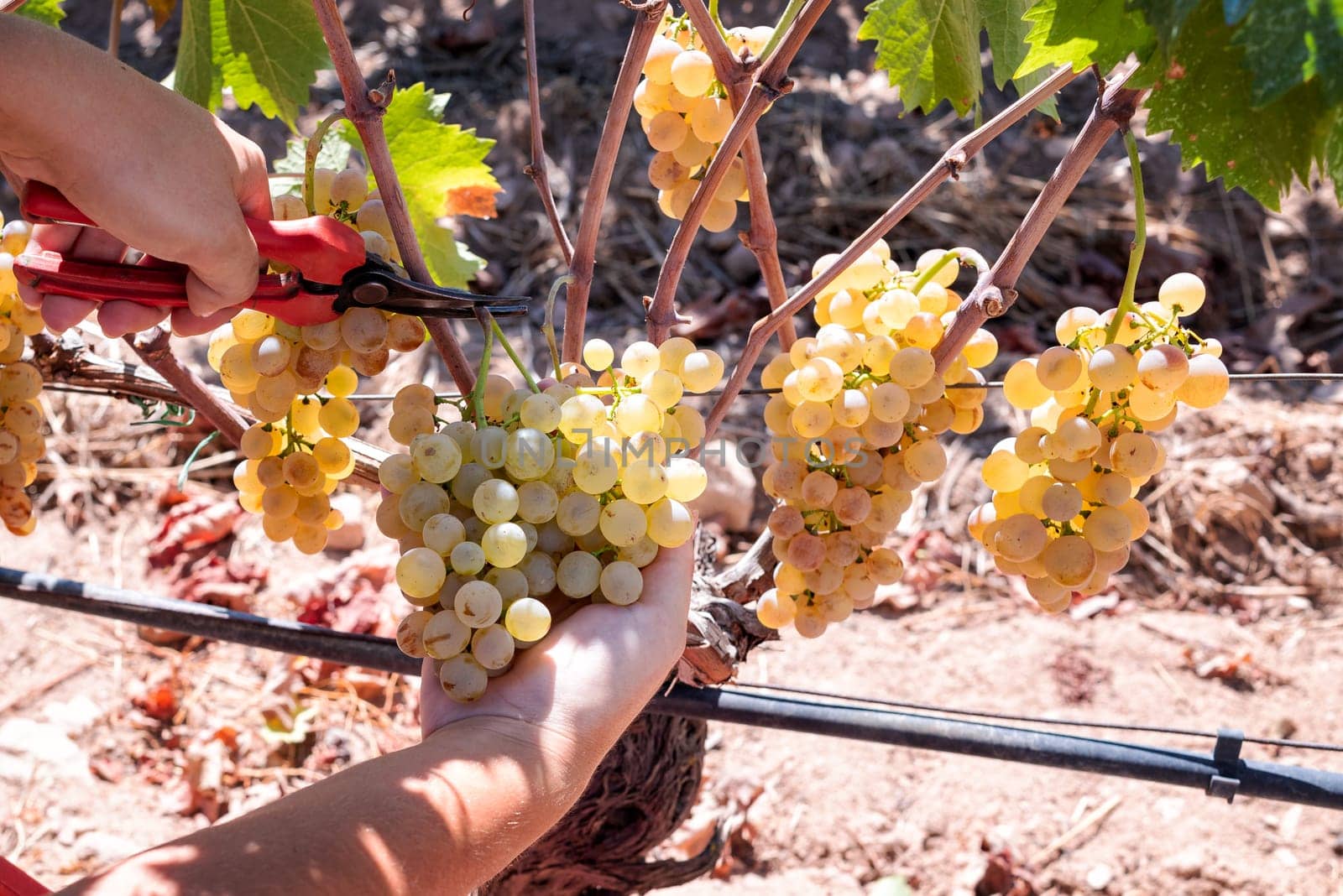 Vermentino grapes. Farmer manually harvesting the bunches of grapes with scissors. Traditional agriculture. Sardinia.