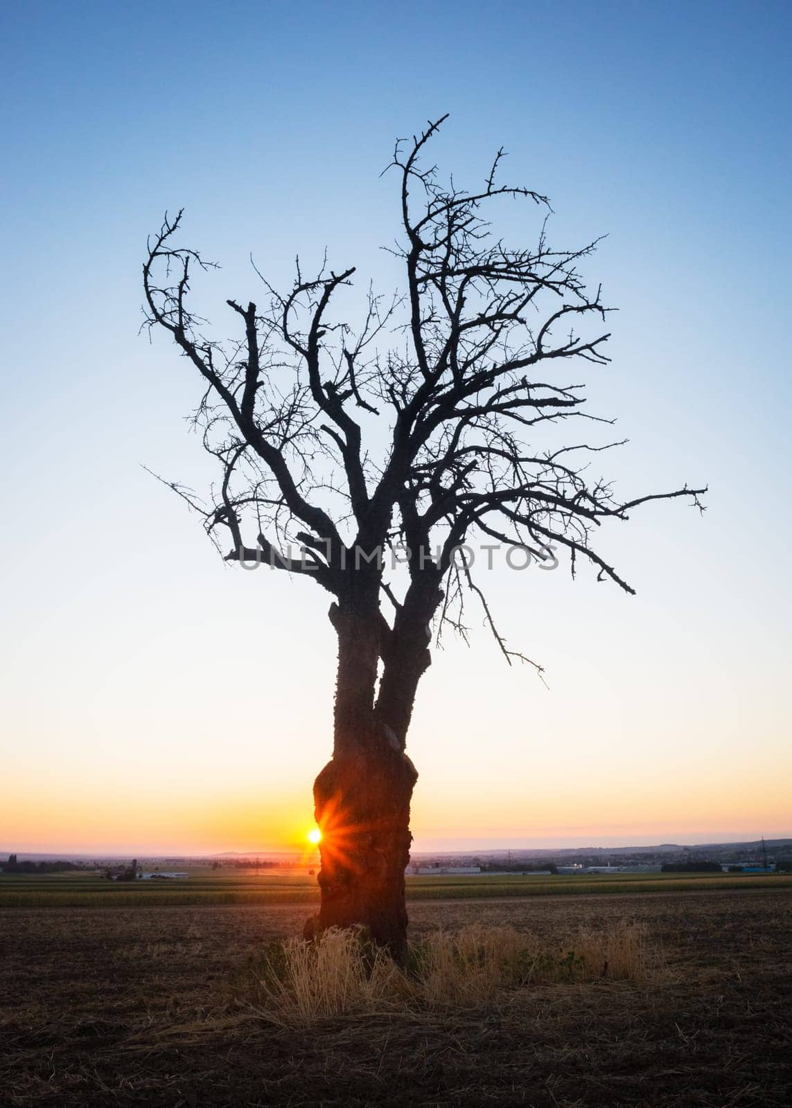 Bare tree at sunrise near lake Neusiedlersee in Burgenland