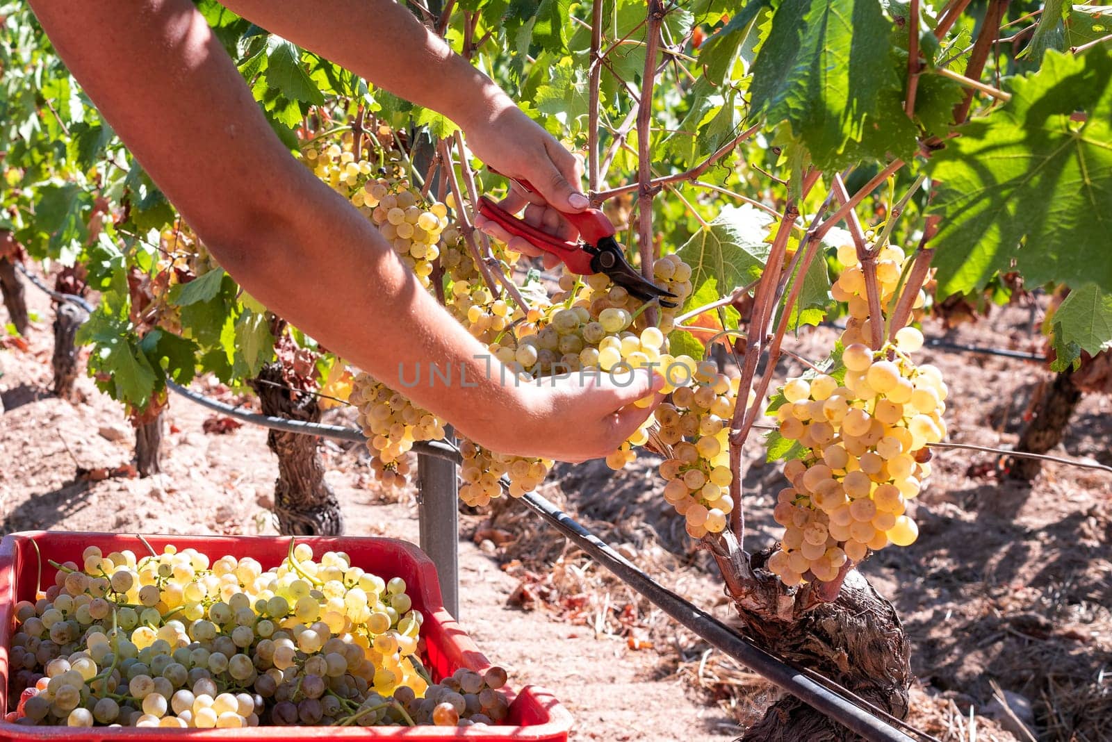 Vermentino grapes. Farmer manually harvesting the bunches of grapes with scissors. Traditional agriculture. Sardinia.