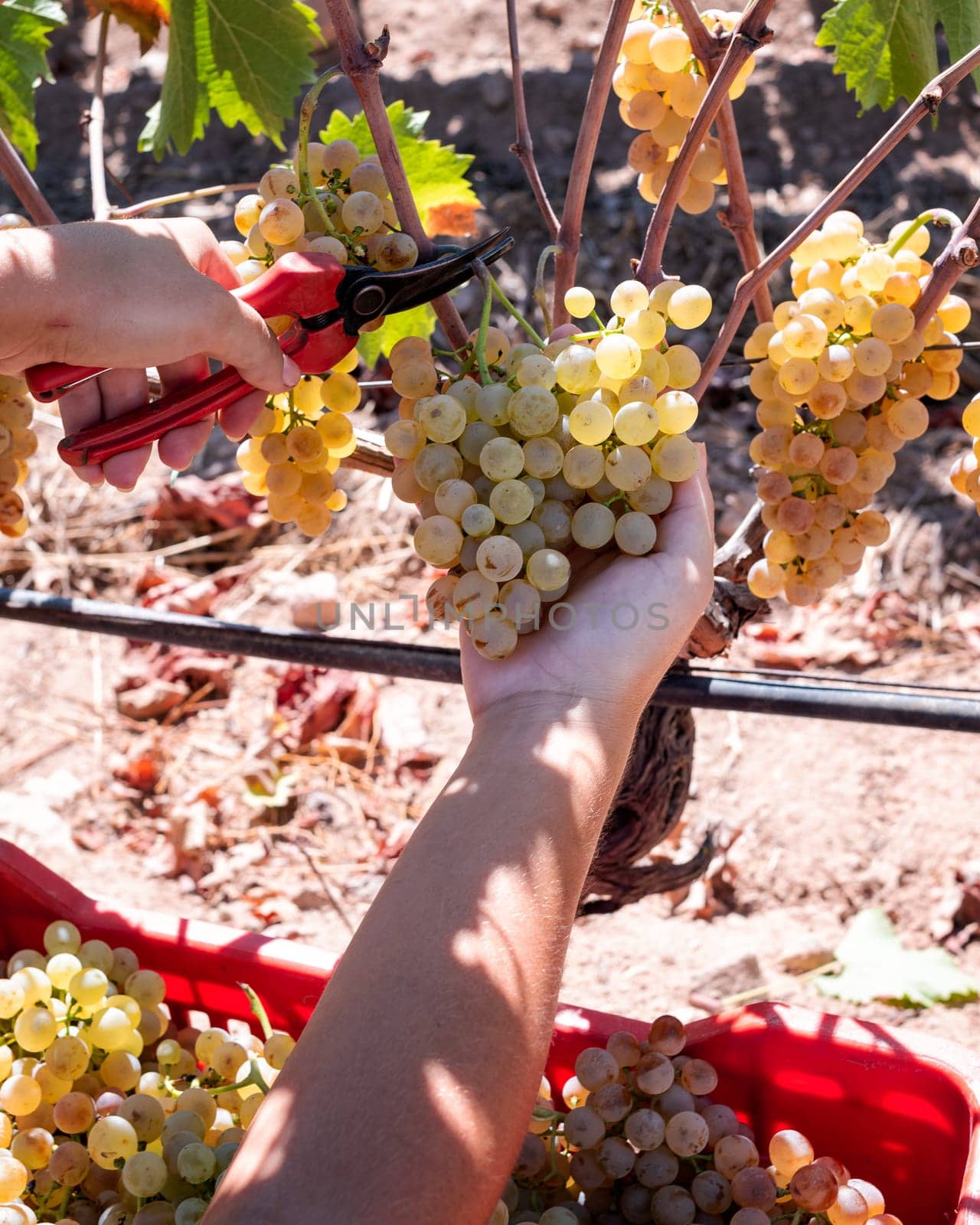 Vermentino grapes. Farmer manually harvesting the bunches of grapes with scissors. Traditional agriculture. Sardinia.