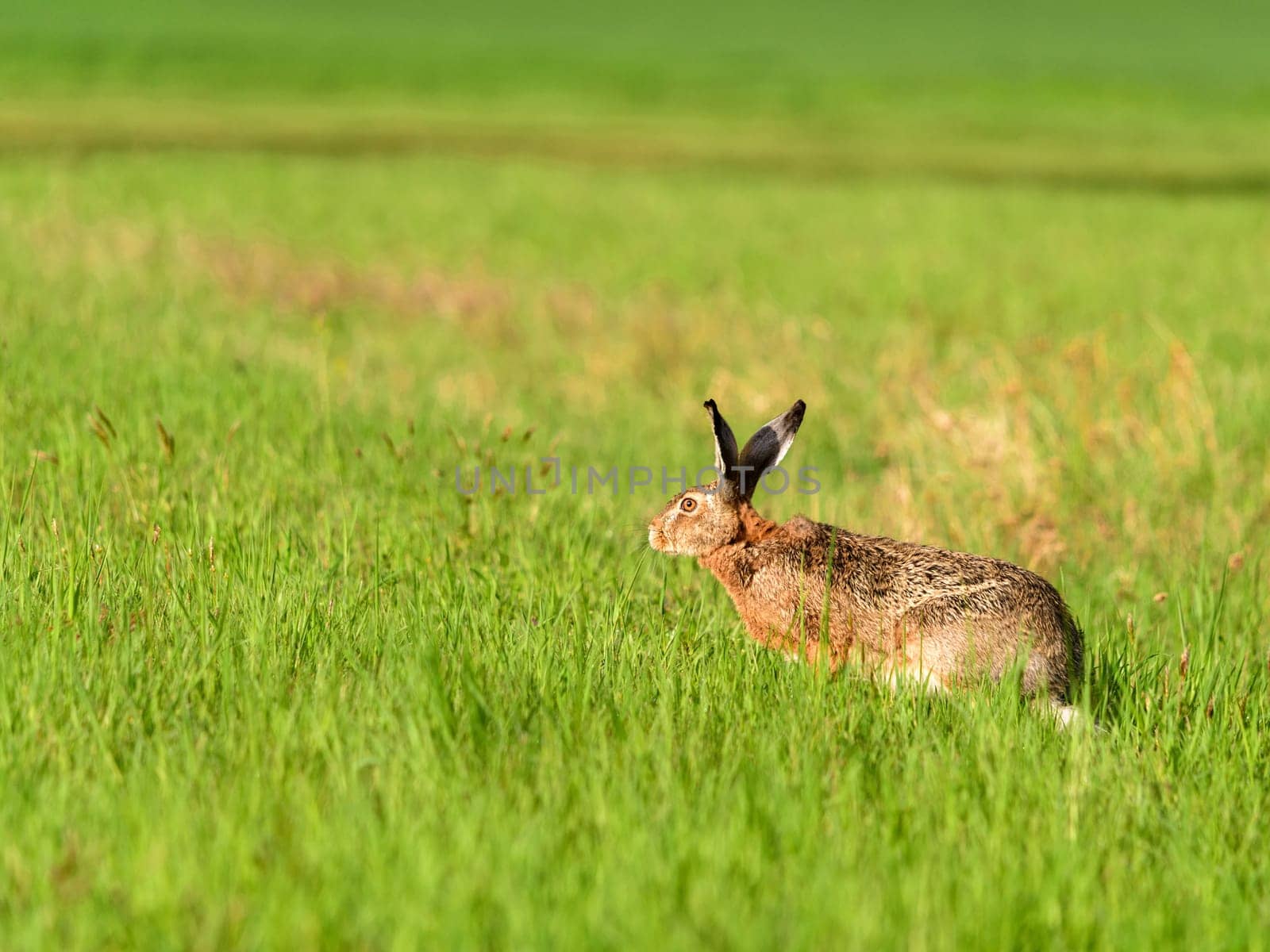 Wild hare in a green garden