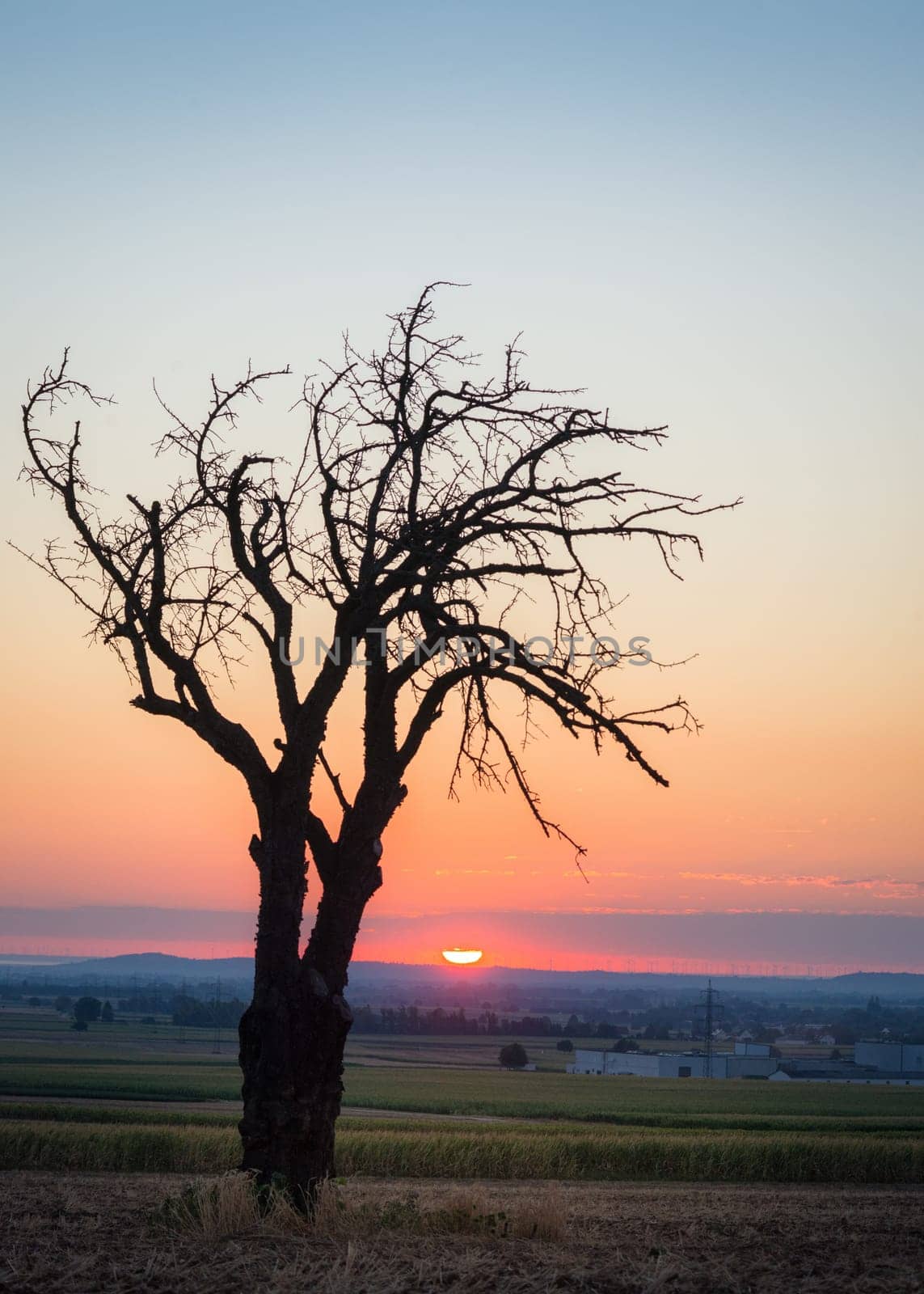 Bare tree at sunrise near lake Neusiedlersee in Burgenland