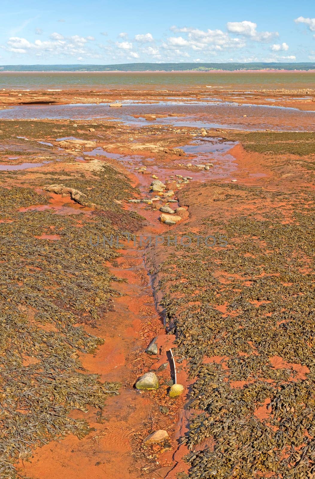 Stream Heading to the Ocean at Low Tide at Burntcoat Head in Nova Scotia