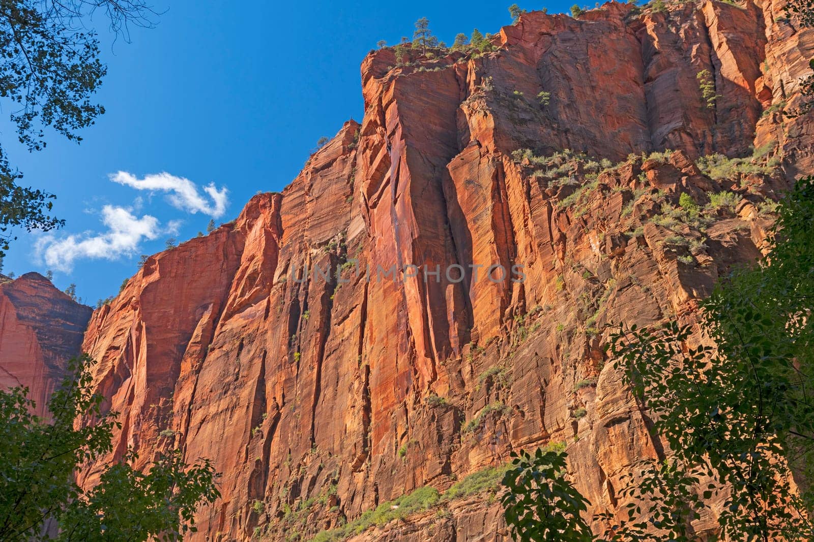 Looming Cliffs in a Deep Canyon in Zion National Park in Utah