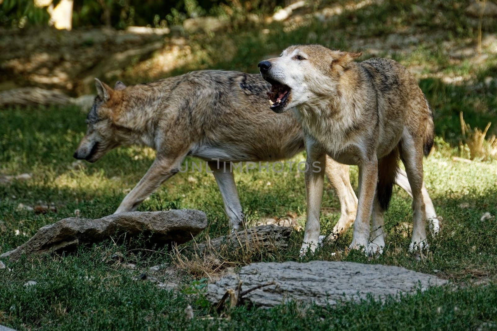 Timberwolf