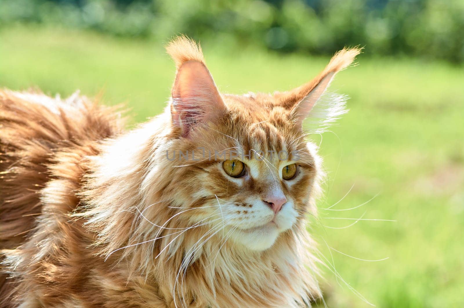 ginger cat looks into the camera close-up, meikun. High quality photo