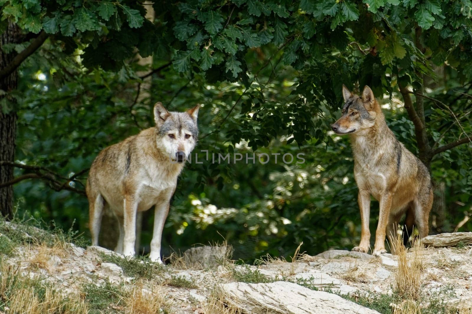 Timberwolf