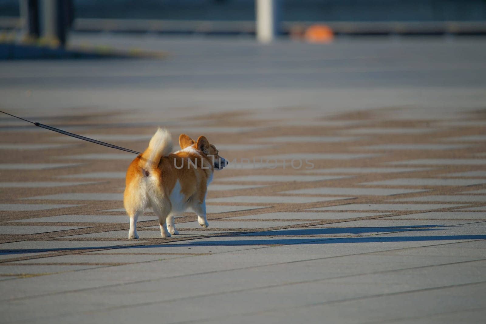 Corgi image. Shooting Location: Yokohama-city kanagawa prefecture