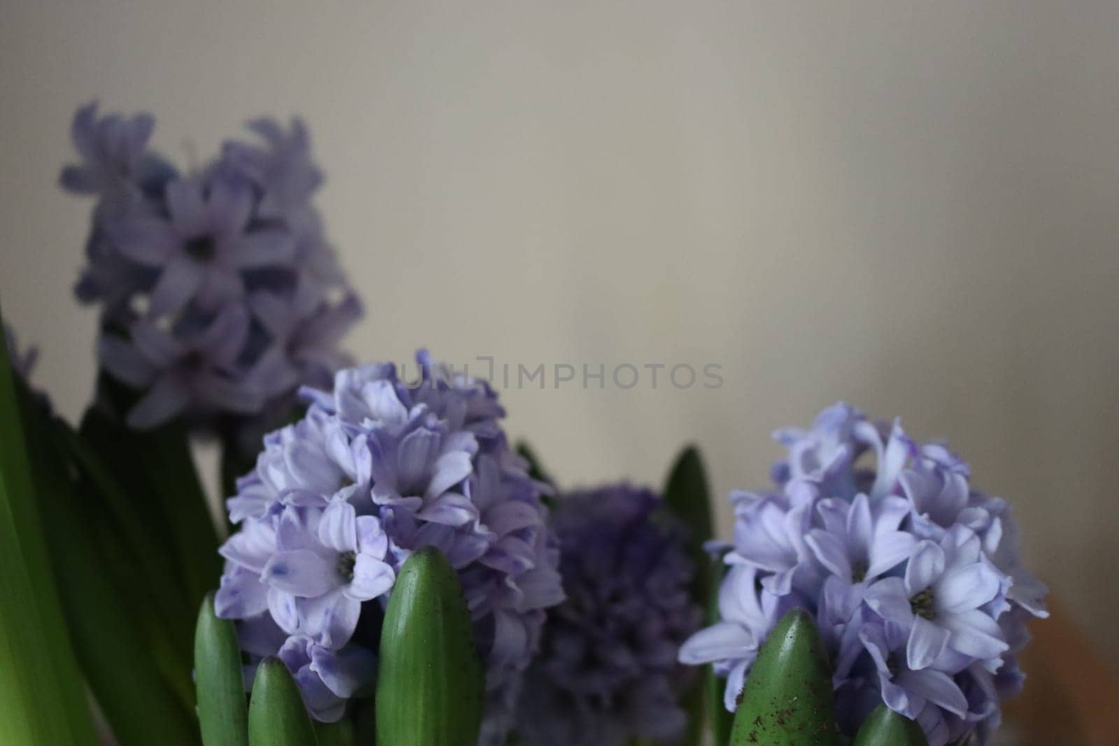 beautiful natural flowers aromatic spring romanticism gift