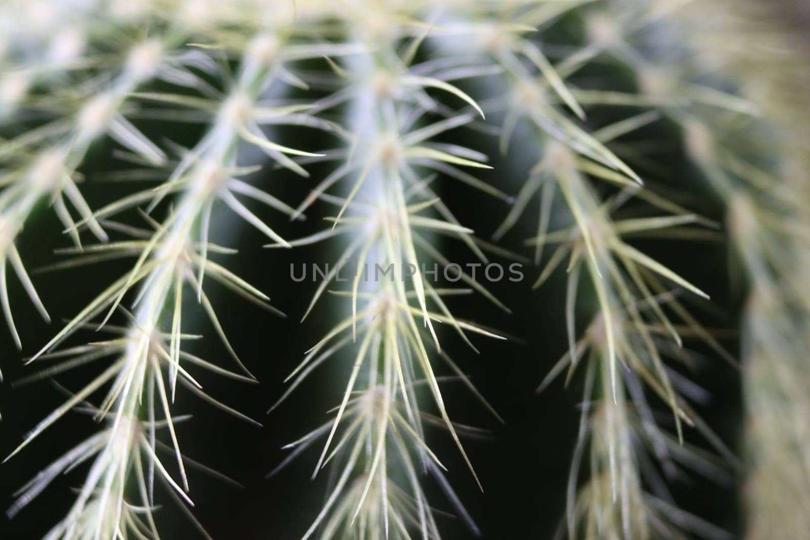beautiful cactus with skewers for your pain defense protection