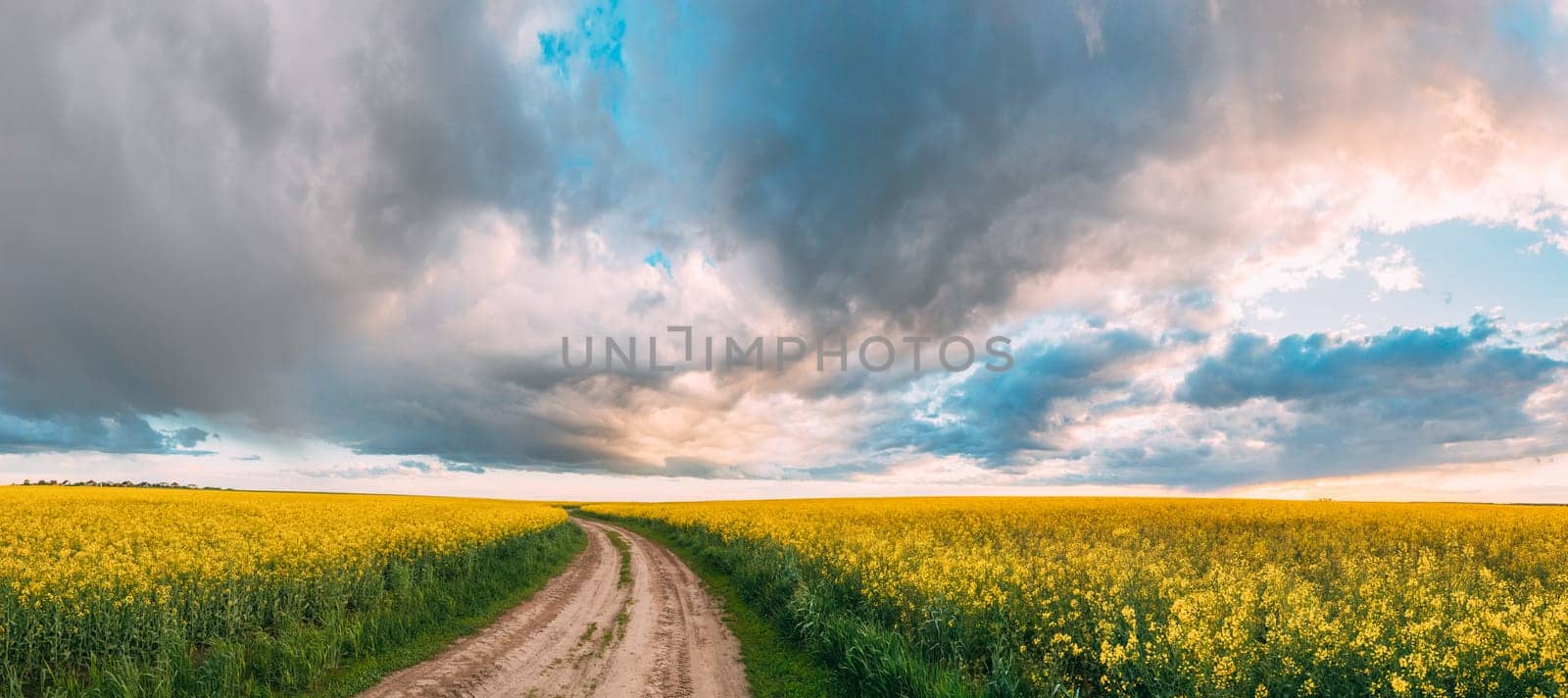 Elevated View Dramatic Sky With Fluffy Clouds On Horizon Above Rural Landscape Blooming Canola Colza Flowers Rapeseed Field. Country Road. Spring Field Agricultural Landscape. Panorama.