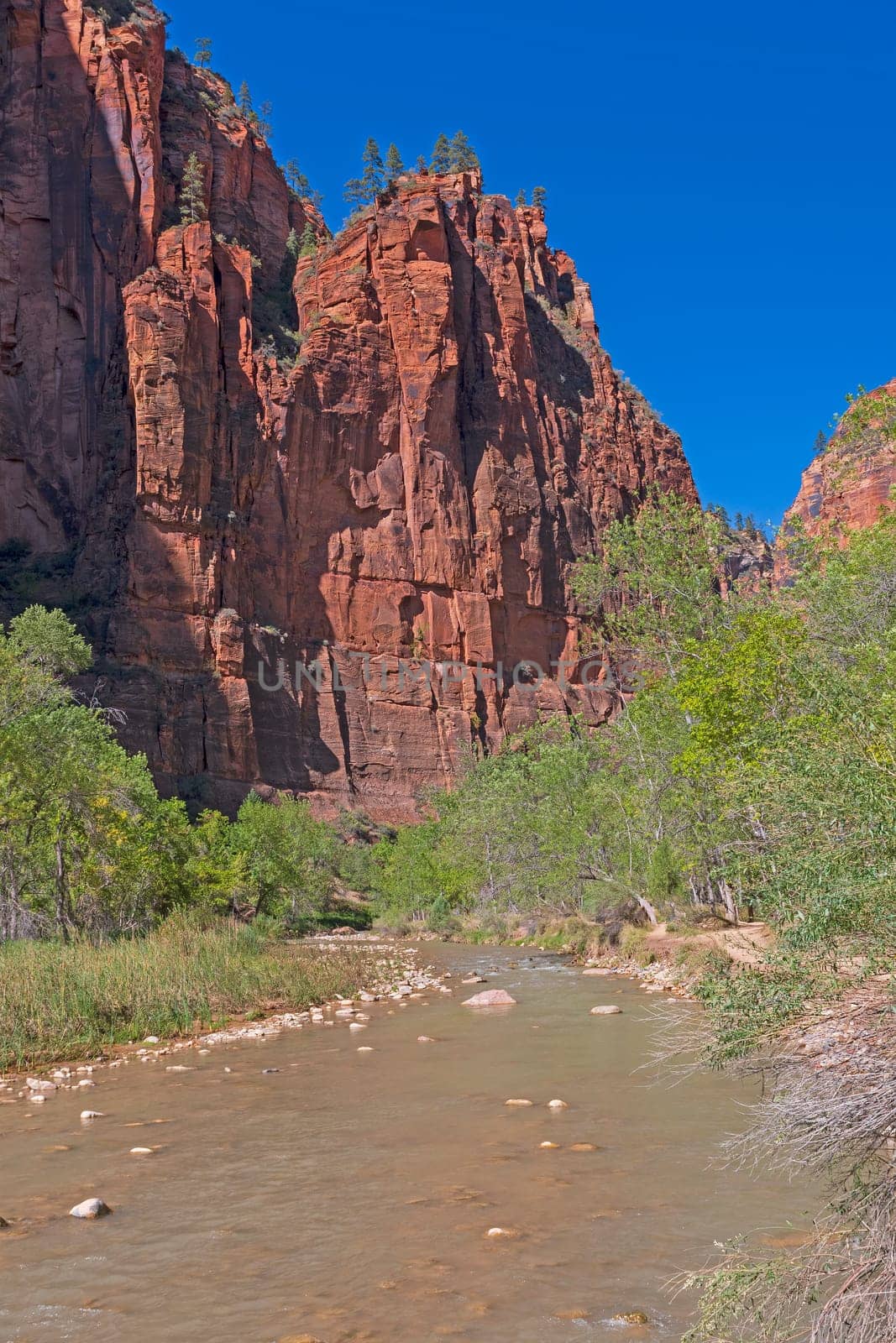 The Virgin River Heading Into a Steep Canyon in Zion National Park in Utah
