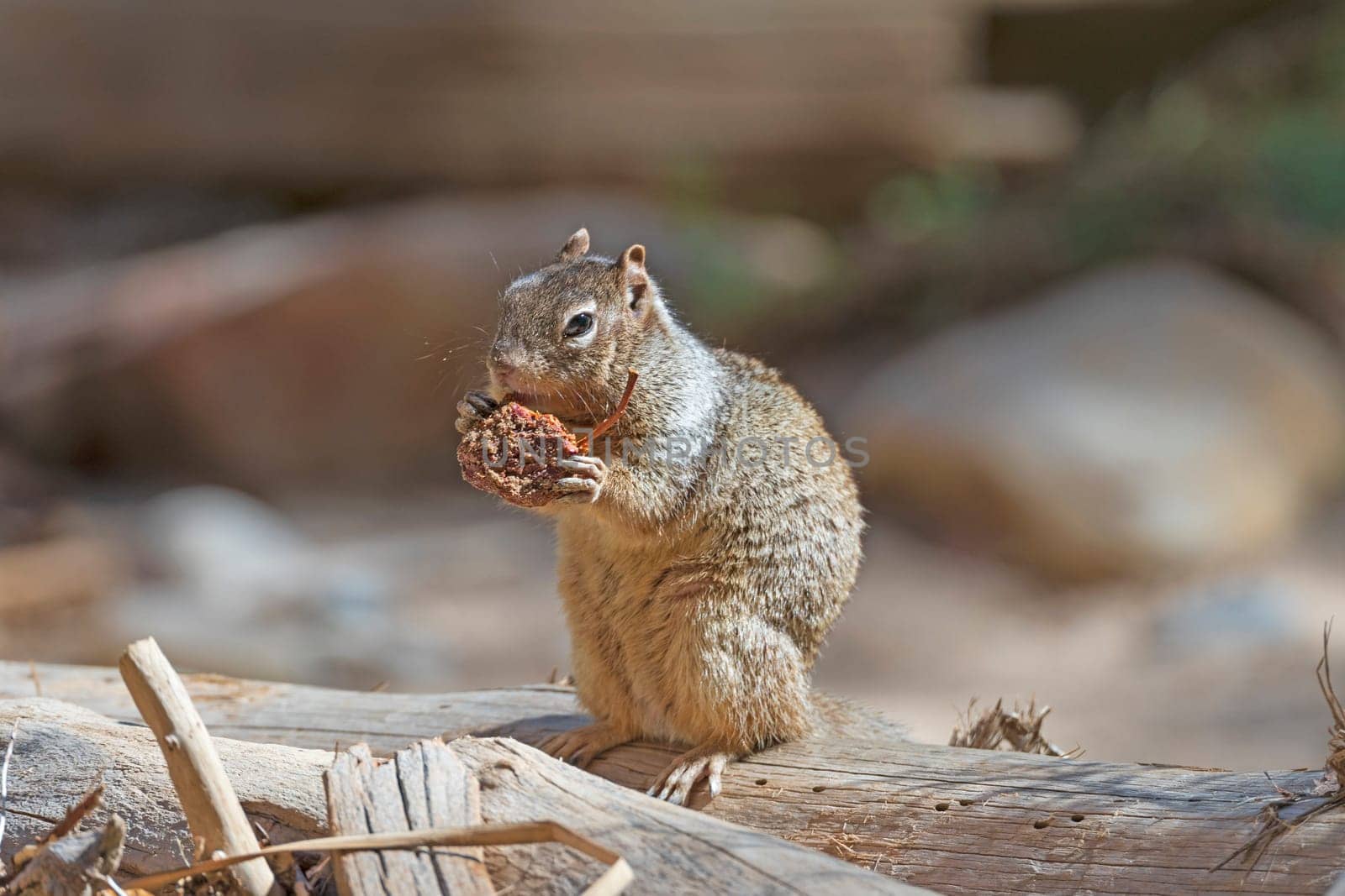 A Rock Squirrel Feeding on a Seed Pod in Zion National Park in Utah