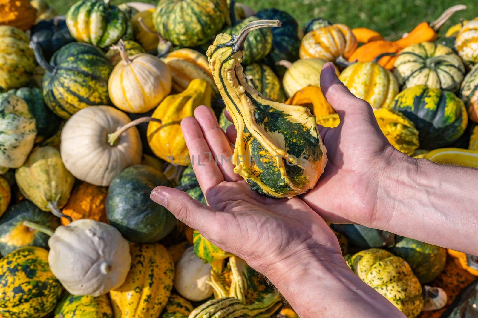 Male white farmer holds an yellow green ornamental gourd in his hand
