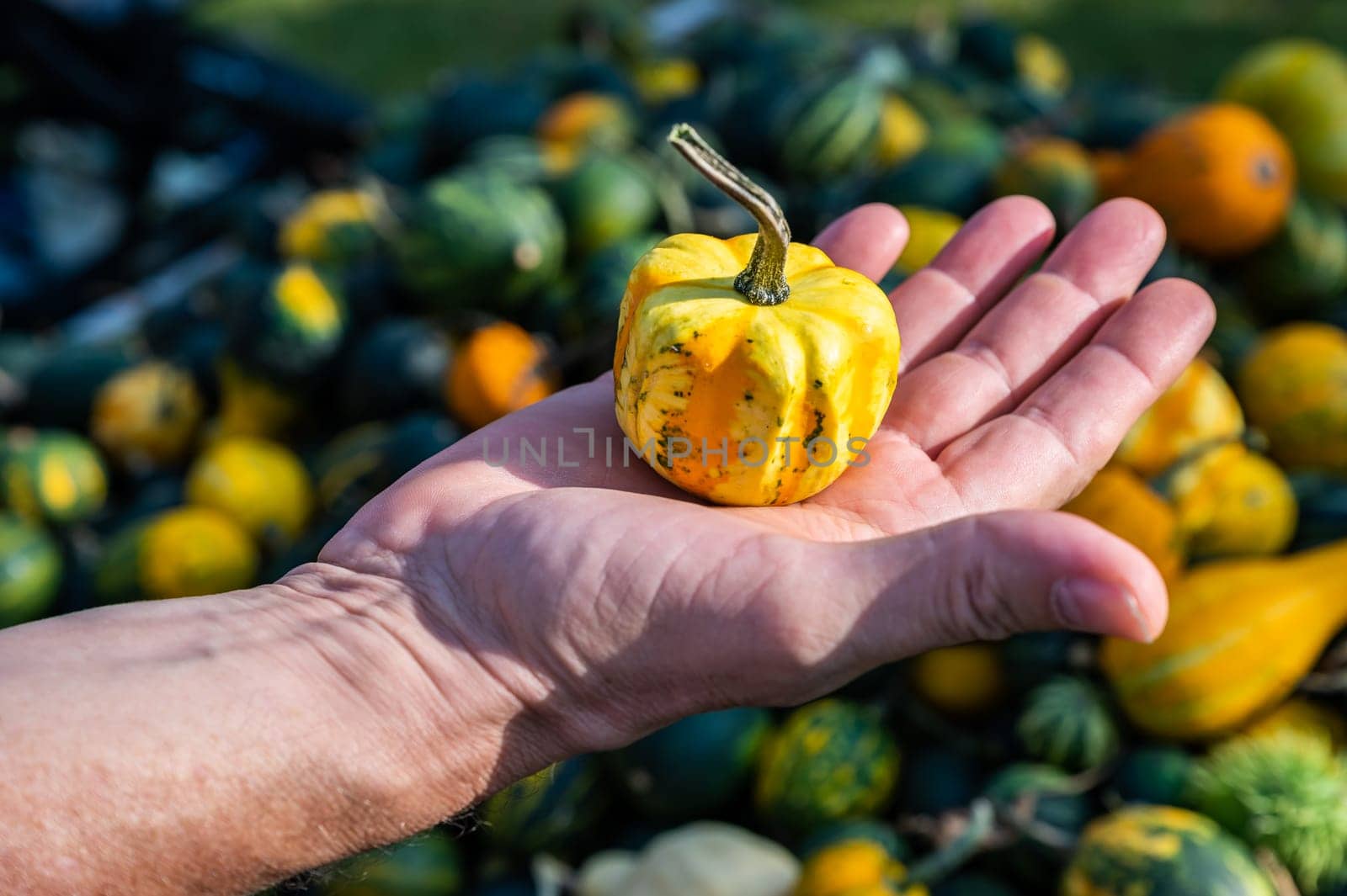Male white farmer holds an yellow ornamental gourd in his hand