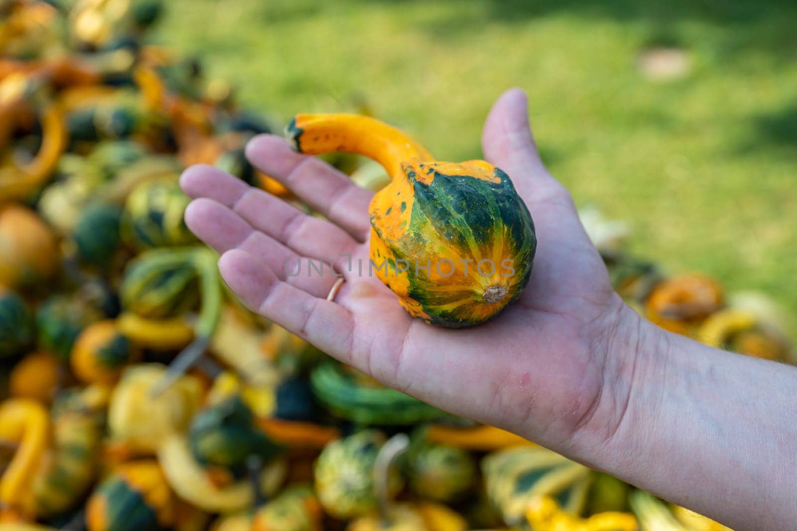 Male white farmer holds an green orange ornamental gourd in his hand