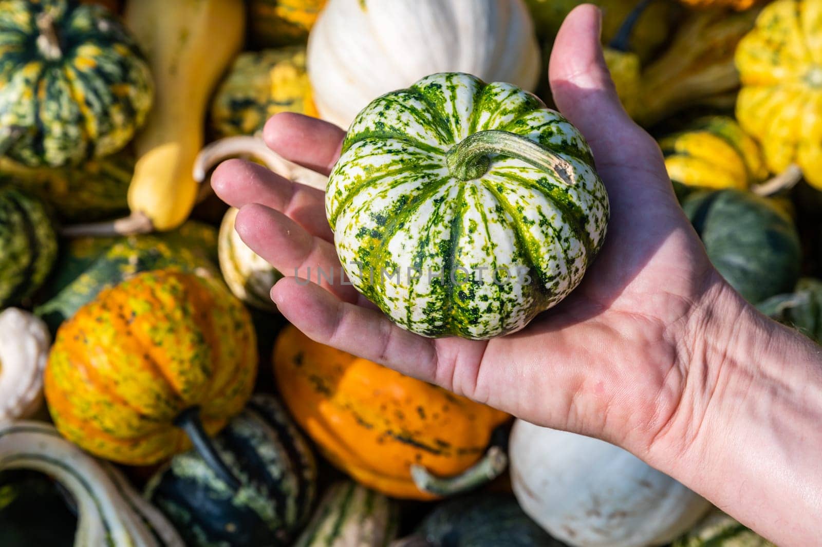 Male white farmer holds an green white ornamental gourd in his hand
