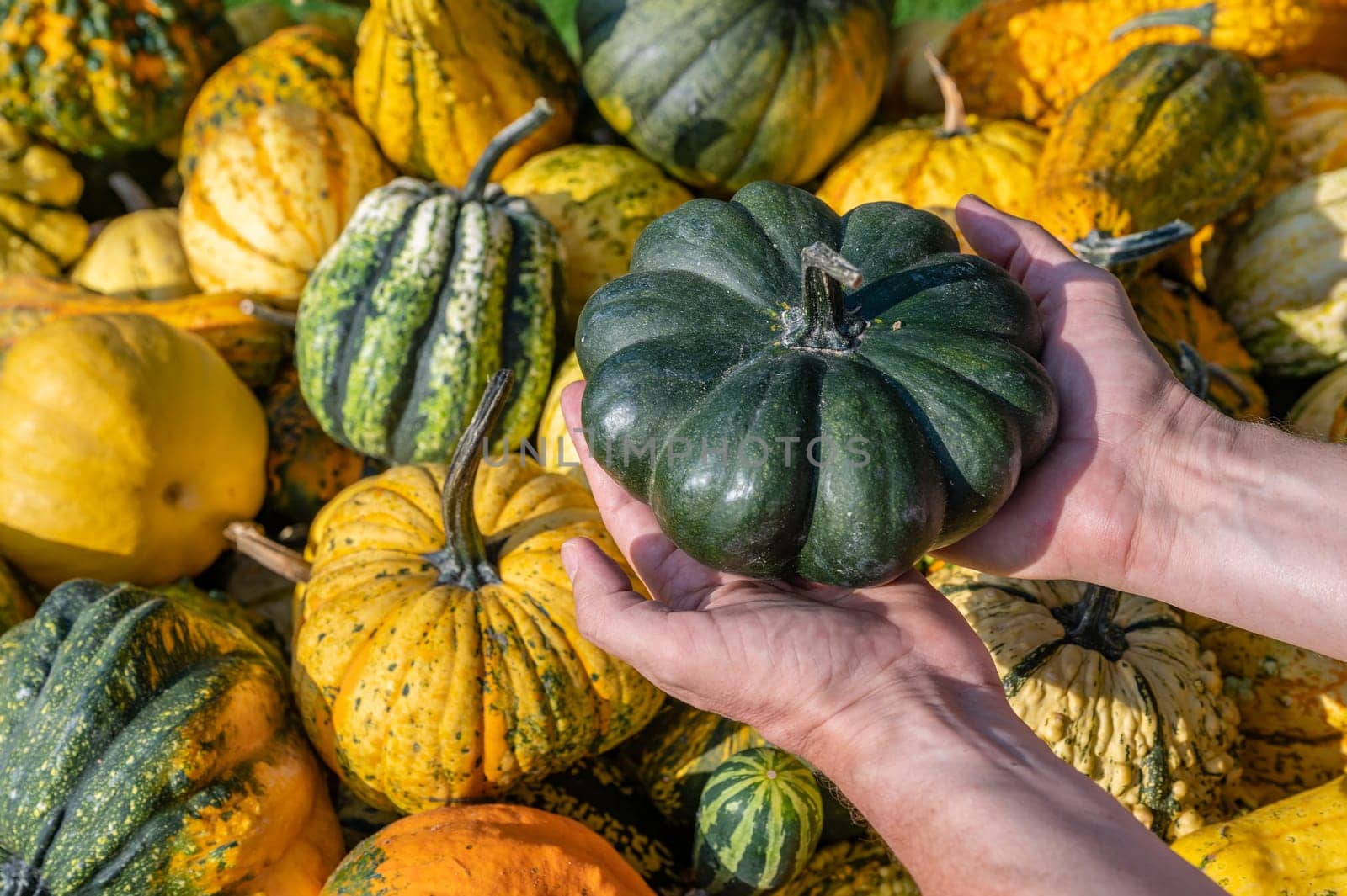 Male white farmer holds an green ornamental gourd in his hand