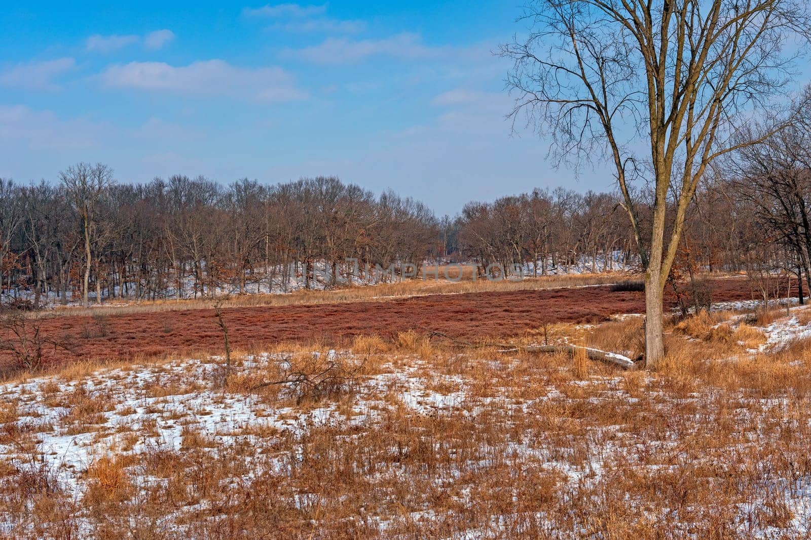Leatherleaf Bog in the Winter in MOraine Hills State Park in Illinois