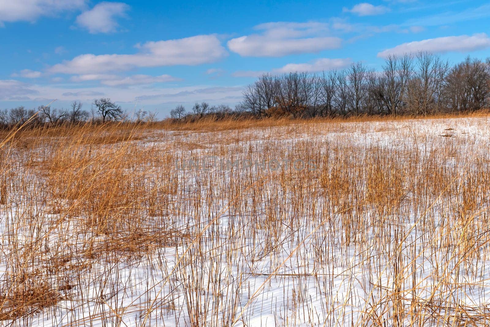 Snow in the Prairie Grass in Volo Bog State Natural Area in Illinois