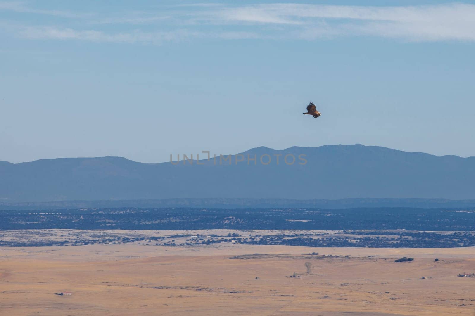 Griffon vultures flying over La Serena district. Magacela Castle, Badajoz, Extremadura, Spain