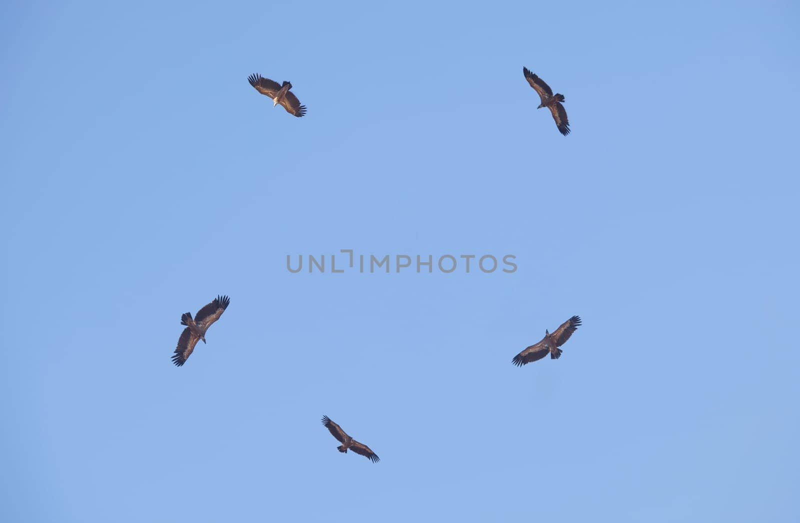 Circle of griffon vultures flying over. La Serena district sky, Extremadura, Spain