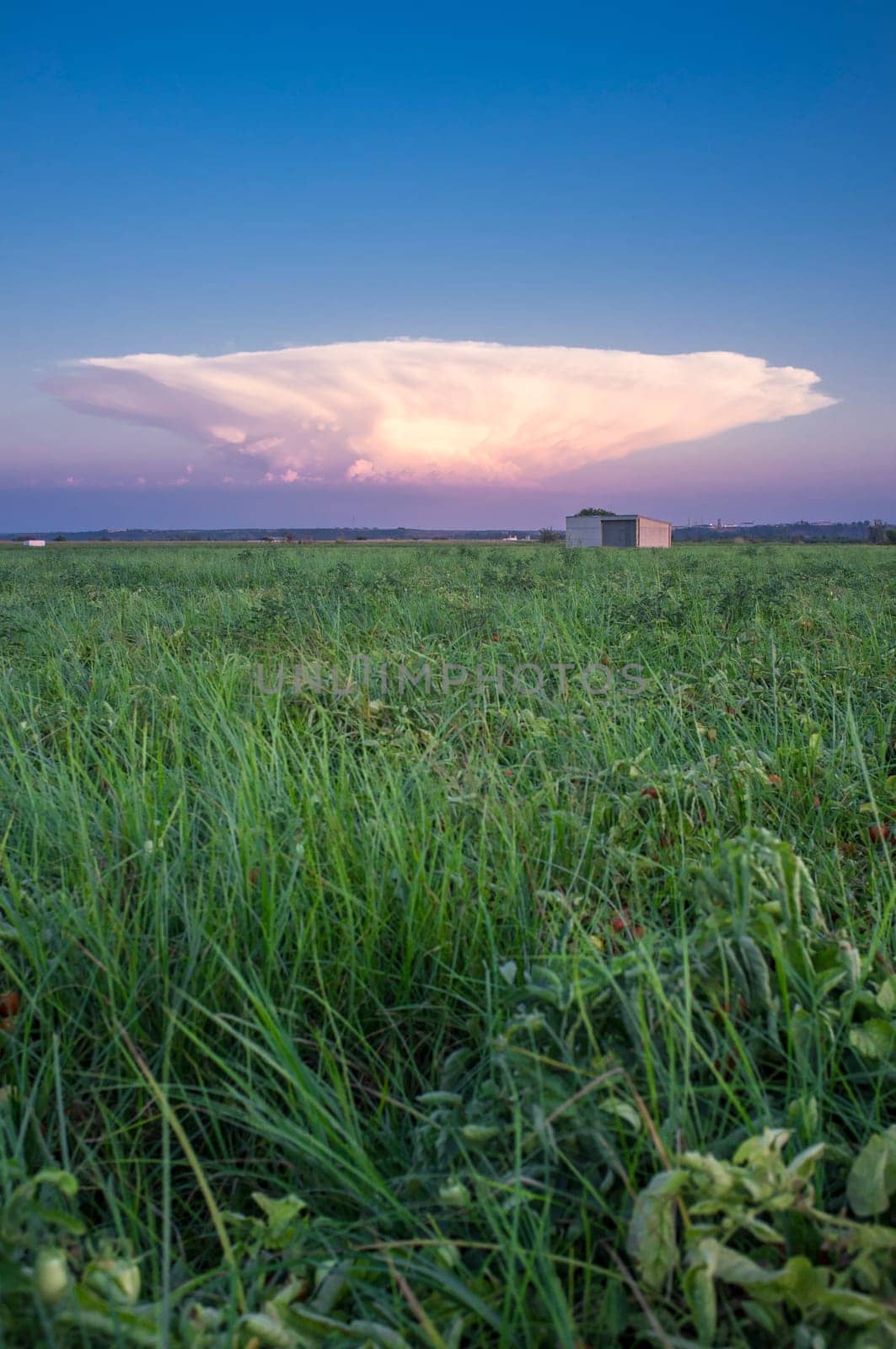 Cumulonimbus capillatus cloud over tomato field. Vegas Bajas del Guadiana, Badajoz, Spain