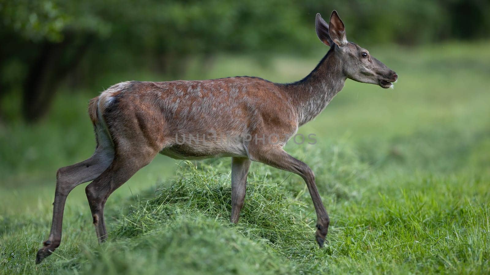 Red deer, cervus elaphus, walking on green meadow in summertime nature. Hind moving on field in summer form side. Female mammal in movement on pasture.