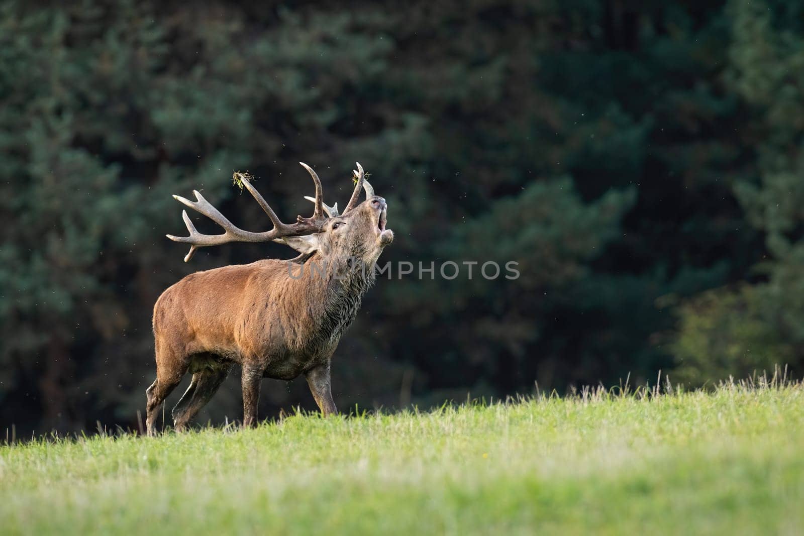 Red deer, cervus elaphus, bellowing on grassland in autumn with copy space. Wild stag roaring on meadow in fall. ANtlered mammal calling on field in rutting season.