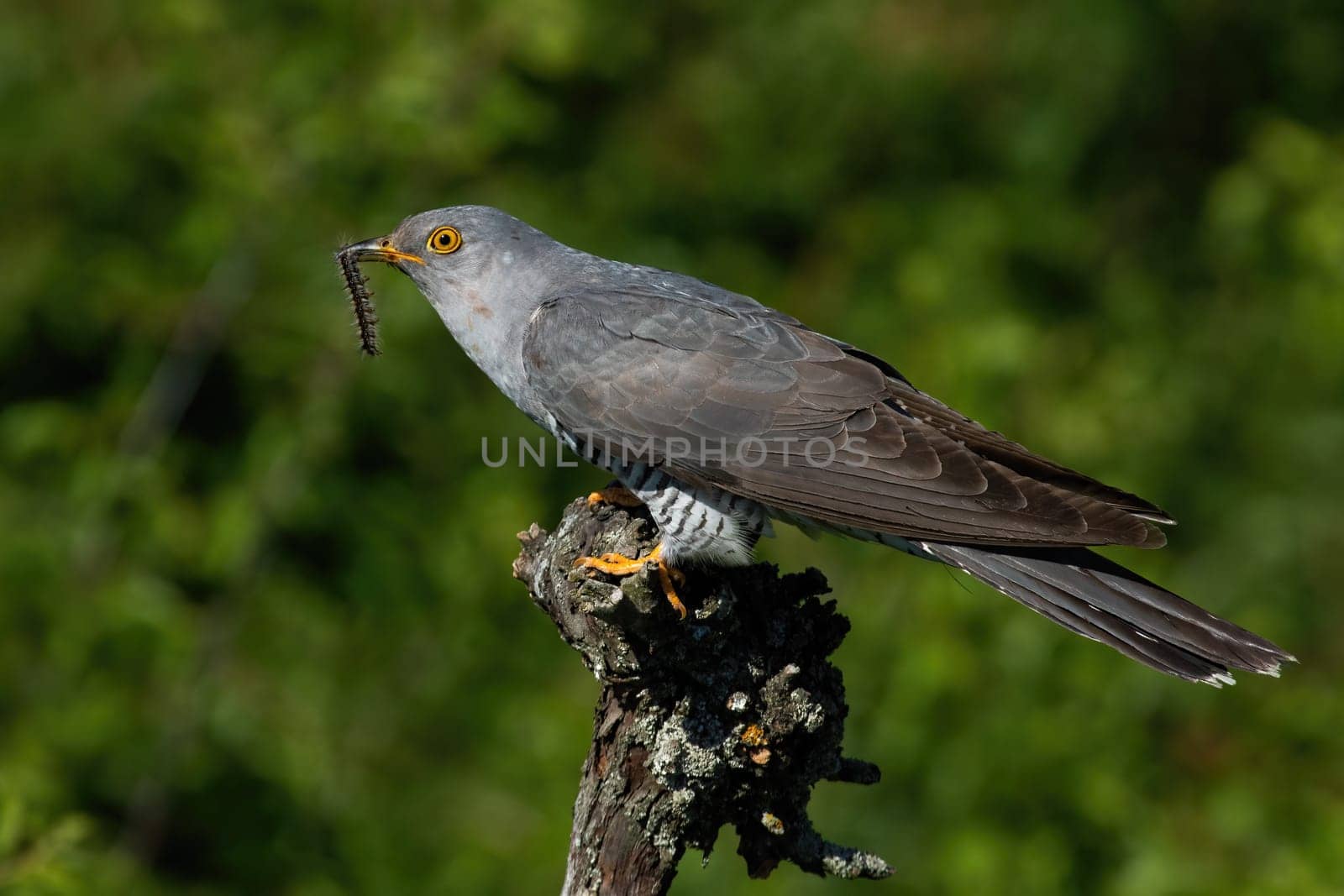 Common cuckoo, cuculus canorus, holding caterpillar in beak in summer. Grey bird sitting on wood with worm in summertime. Exotic feathered animal eating insect on tree.