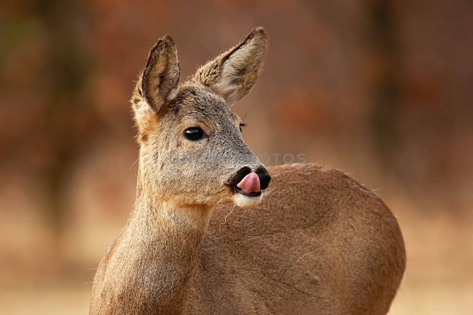 Roe deer, capreolus capreolus, licking in forest in autumn nature in close up. Female mammal sticking out tongue in woodland in fall. Doe looking in color environment.