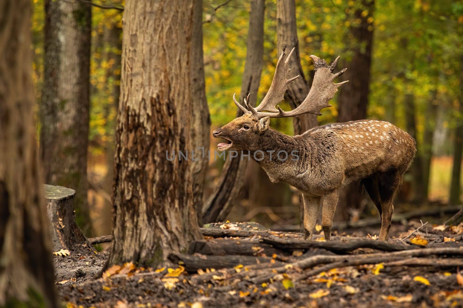 Fallow deer, dama dama, roaring in colorful woodland in autumn. Male spotted mammal bellowing in forest in fall. Stag with dots standing on mud in color nature.