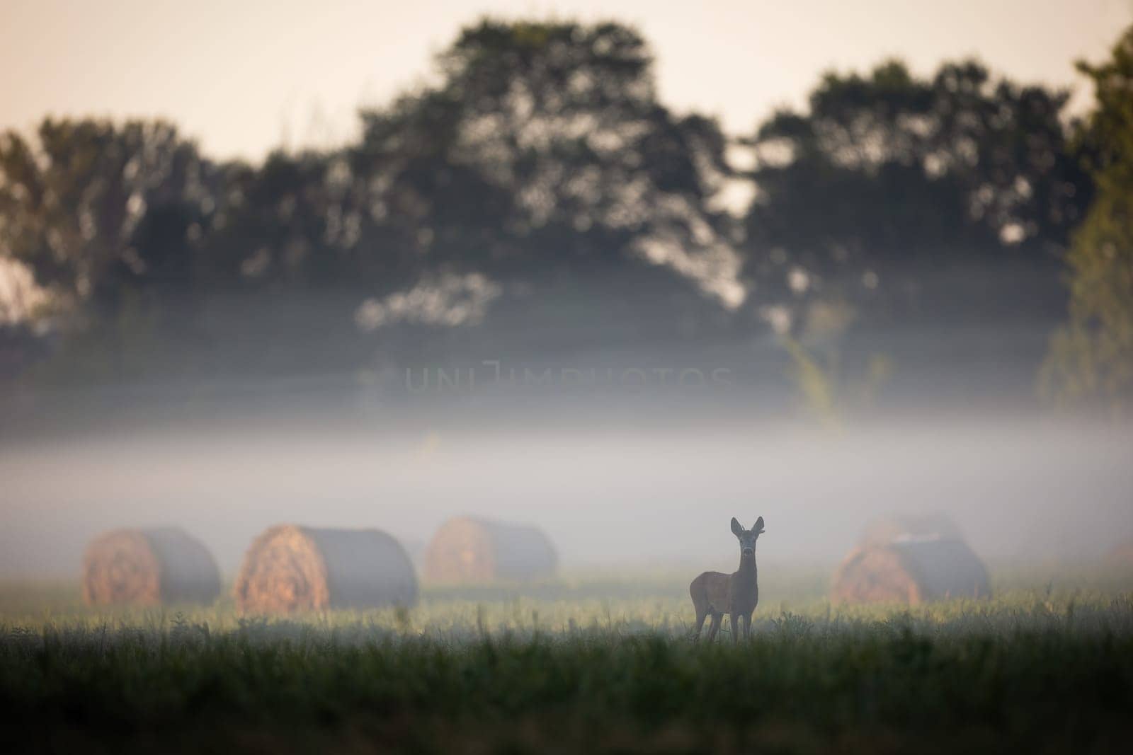 Roe deer, capreolus capreolus, looking to the camera on field in morning fog. Roebuck standing on grass next to hay bale in mist. Antlered mammal watching on pasture.