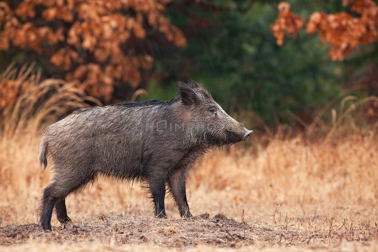 Wild boar, sus scrofa, standing on a glade in autumn with orange leaves in background. Mammal wet from rain with dark fur on a forest clearing. Side view of animal wildlife.