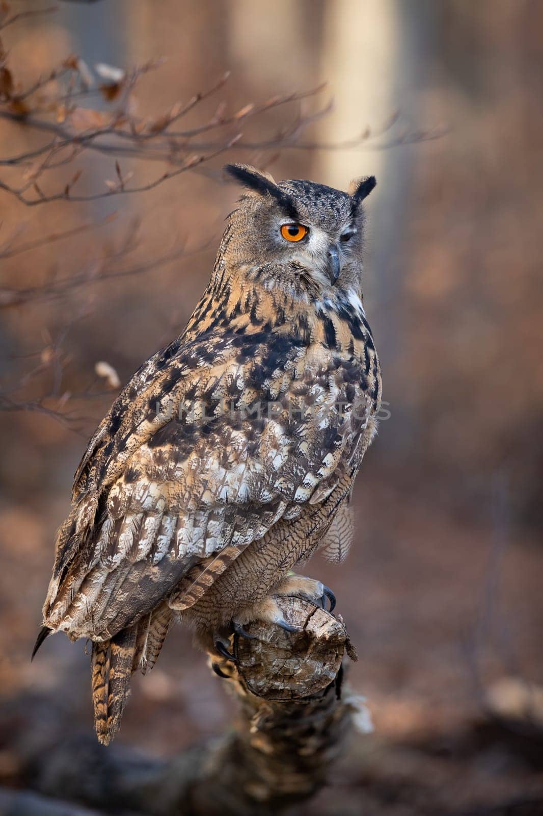 Vertical composition of eurasian eagle-owl, bubo bubo, sitting on a branch in autumn forest from side view. Large feathered carnivore with large talon perched in woodland.
