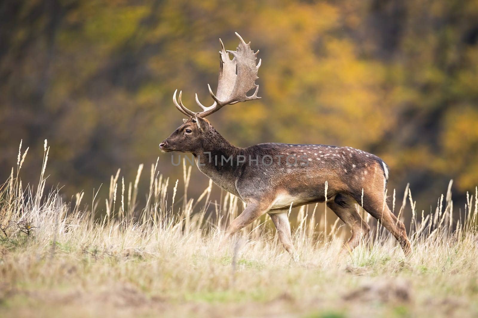 Fallow deer, dama dama, walking on dry meadow in autumn nature. SPotted stag in movement on field in fall. Male mammal with dots running on pasture from side.