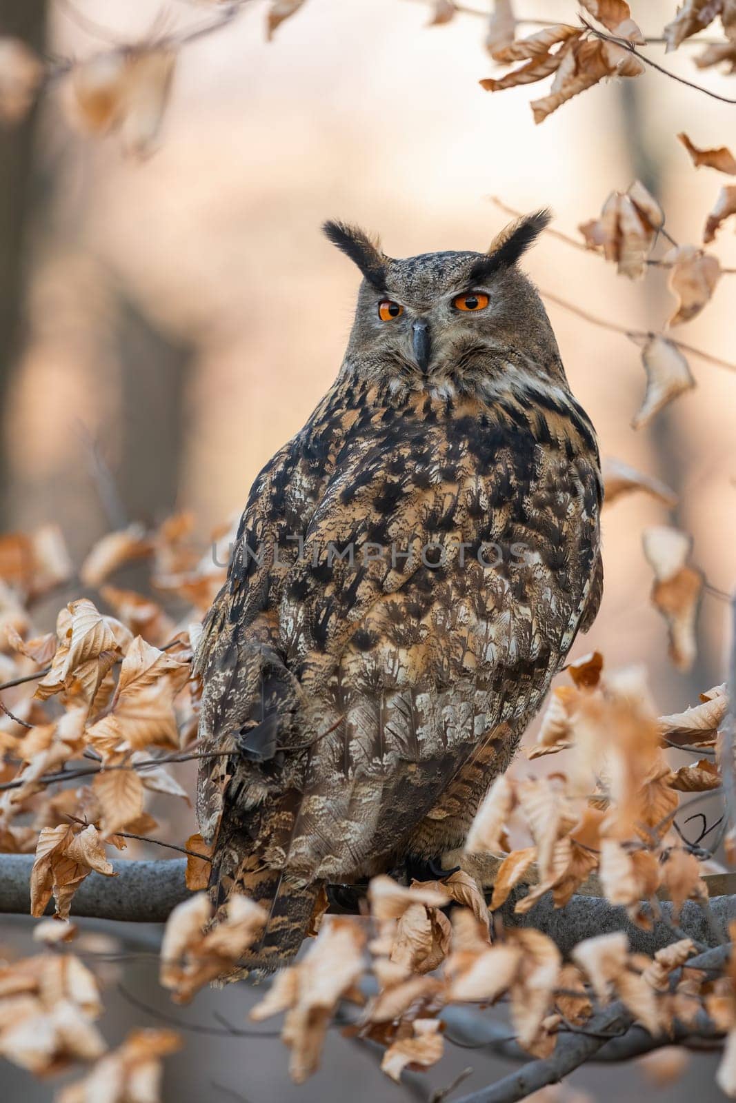 Calm eurasian eagle-owl, bubo bubo, looking back over shoulder among colorful autumn foliage. Animal wildlife in natural environment with trees and leaves.