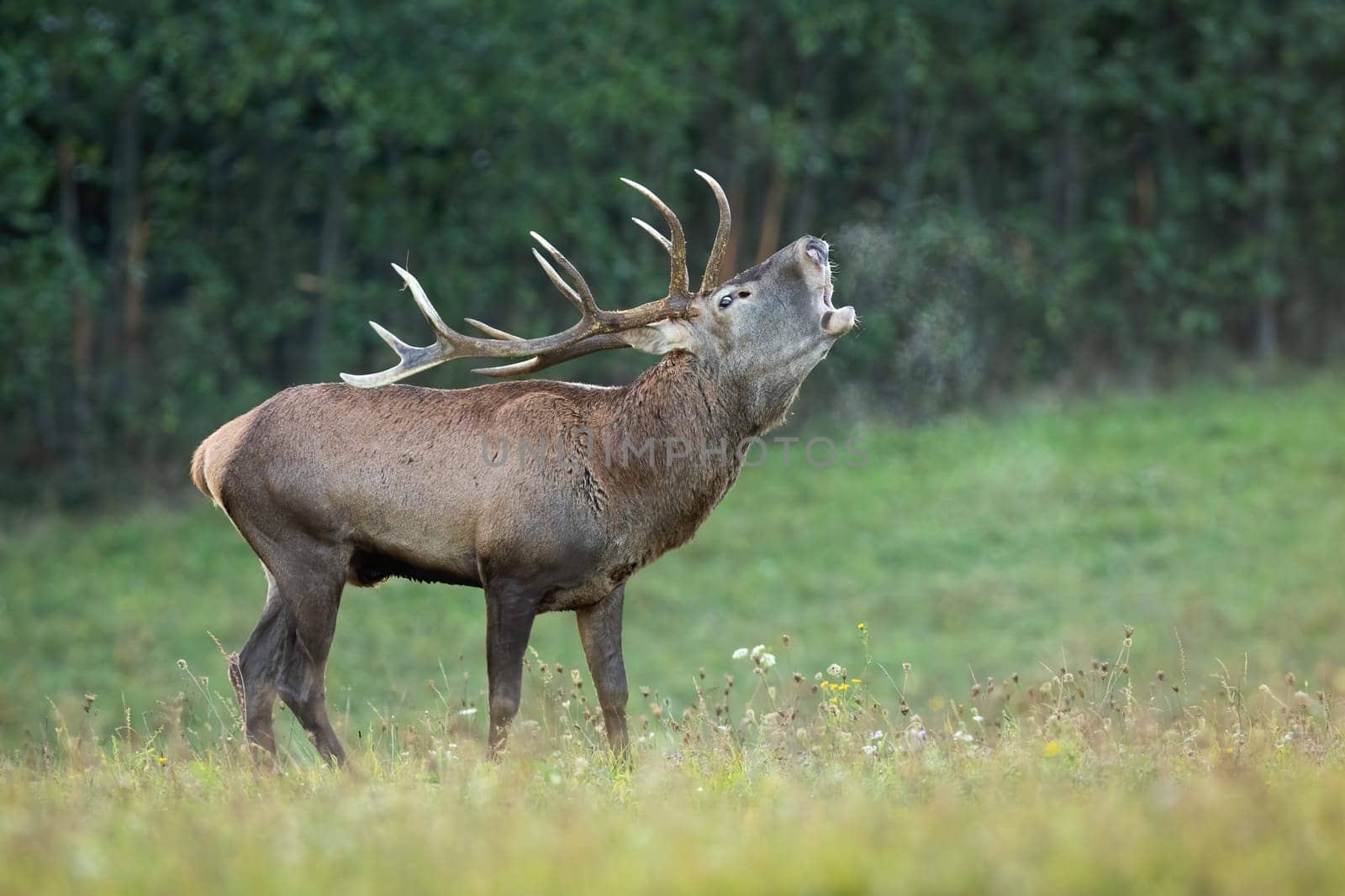 Red deer, cervus elaphus, exhaling vapor on grassland in autumn nature. Stag roaring on green field in fall from side. Brown mammal calling on pasture.