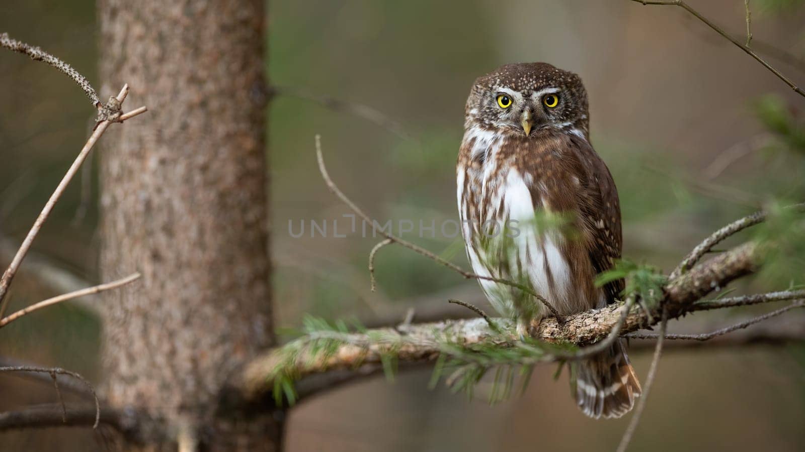 Eurasian pygmy owl, glaucidium passerinum, looking to the camera in forest. Brown and white hunter sitting on tree. Wild bird resting in branch in woodland.