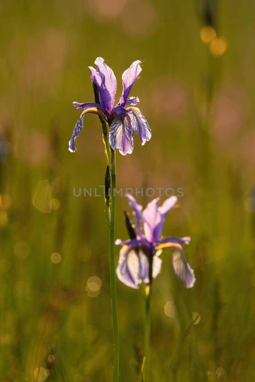 Blossoming siberian iris, iris sibirica, flower heads backlit on a meadow in nature. Vertical composition of a siberian flag blooming among grass illuminated by evening sun from behind.