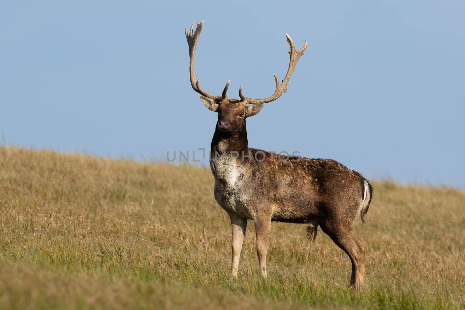 Fallow deer, dama dama, standing on grassland in autumn with blue sky. Male mammal looking on field in fall. Spotted stag watching on meadow from side.