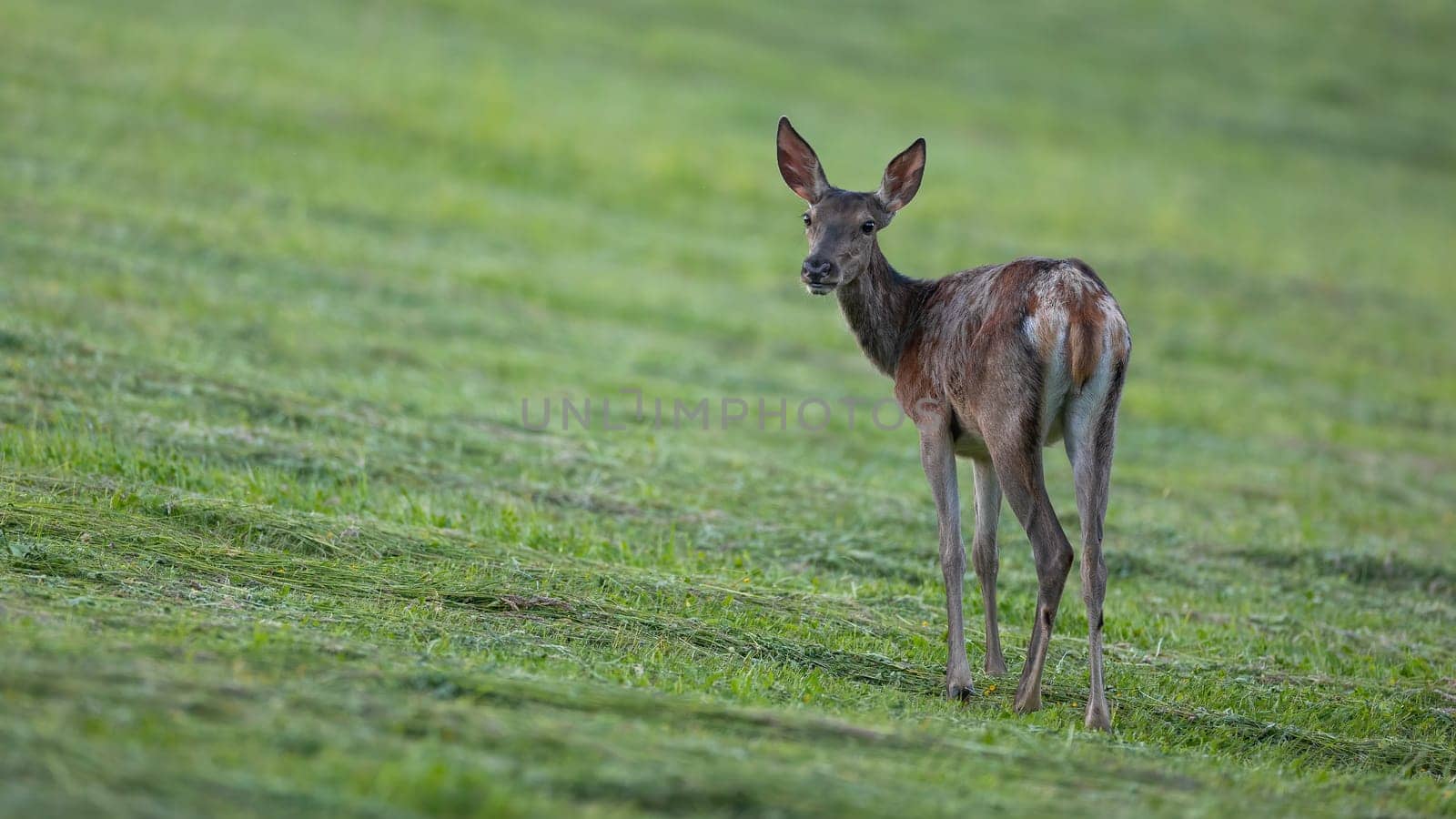 Red deer, cervus elaphus, female looking over the shoulder on grassland. Brown hind observing on cut grass in summer. Wild mammal watching back on meadow.