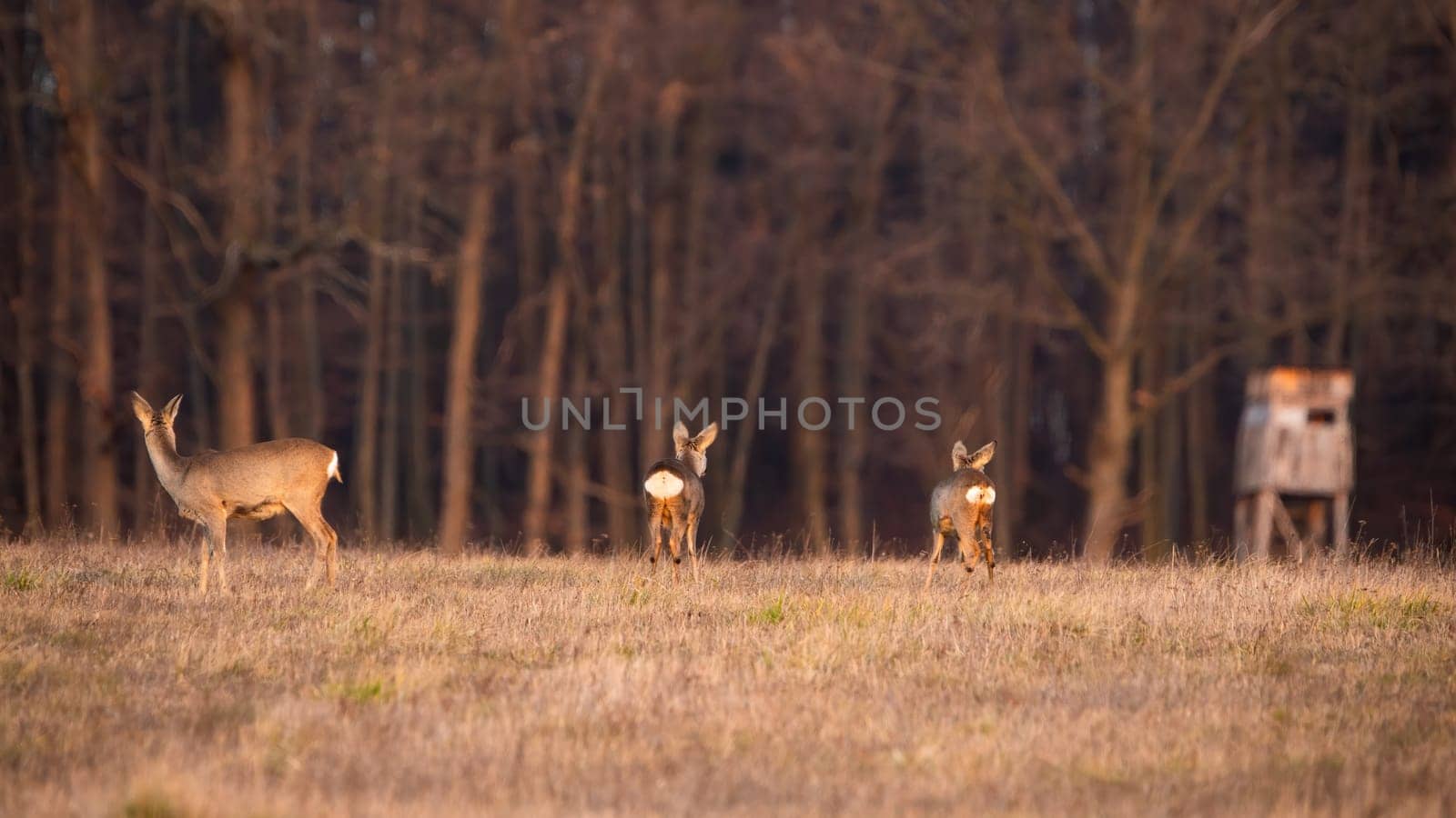 Group of roe deer, capreolus capreolus, looking away next to hunting stand. Three female mammals standing on dry field from back. Many brown animals observing on grass.
