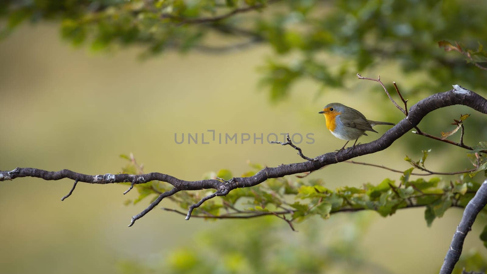 European robin, erithacus rubecula, sitting on branch in forest in summer. Color bird looking on tree in woodland with space for text. Little animal with wings resting on bough.