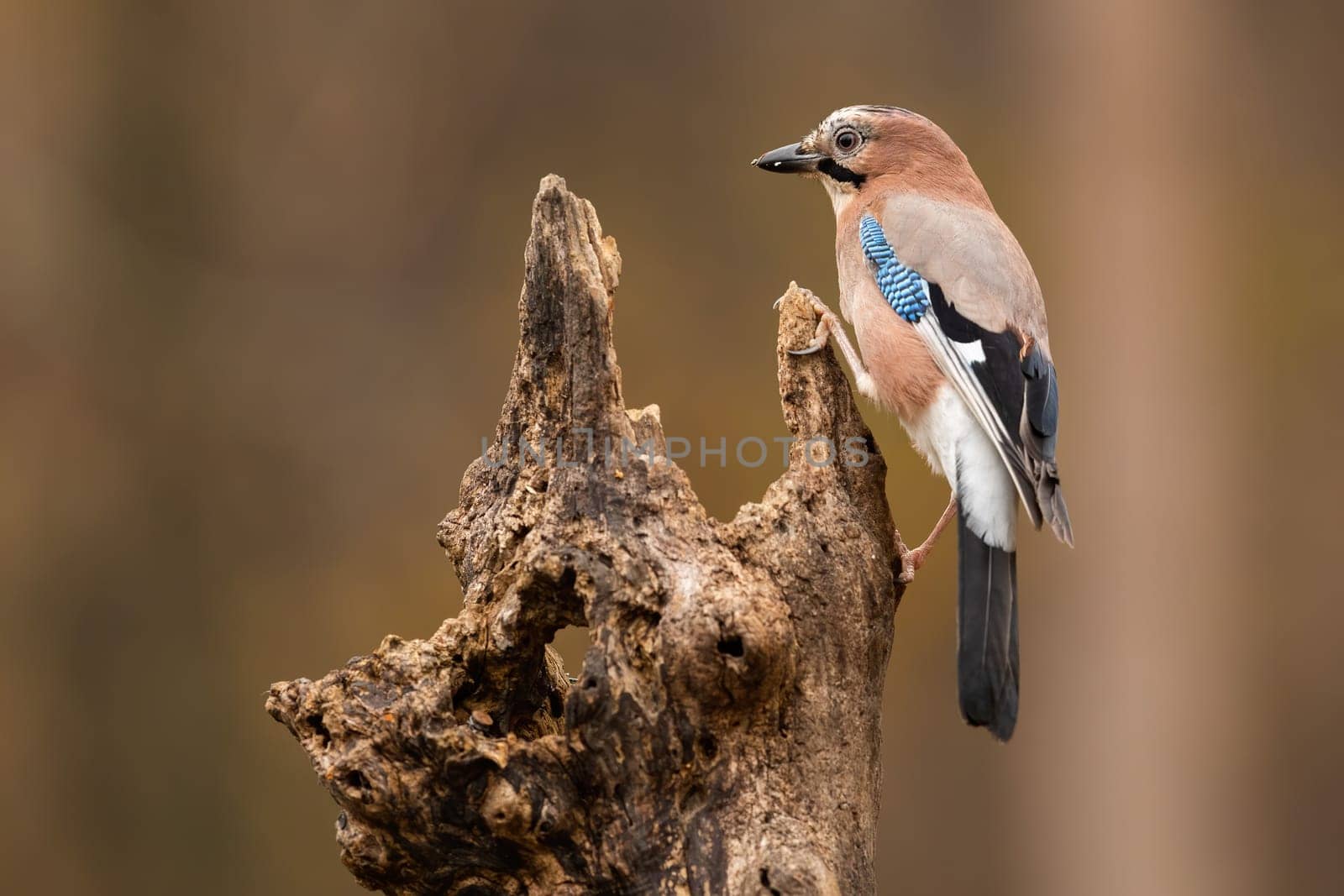 Eurasian jay, garrulus glandarius, sitting on old tree in autumn nature form side. Brown bird resting on wood in fall. Feathered animal climbing on stump.