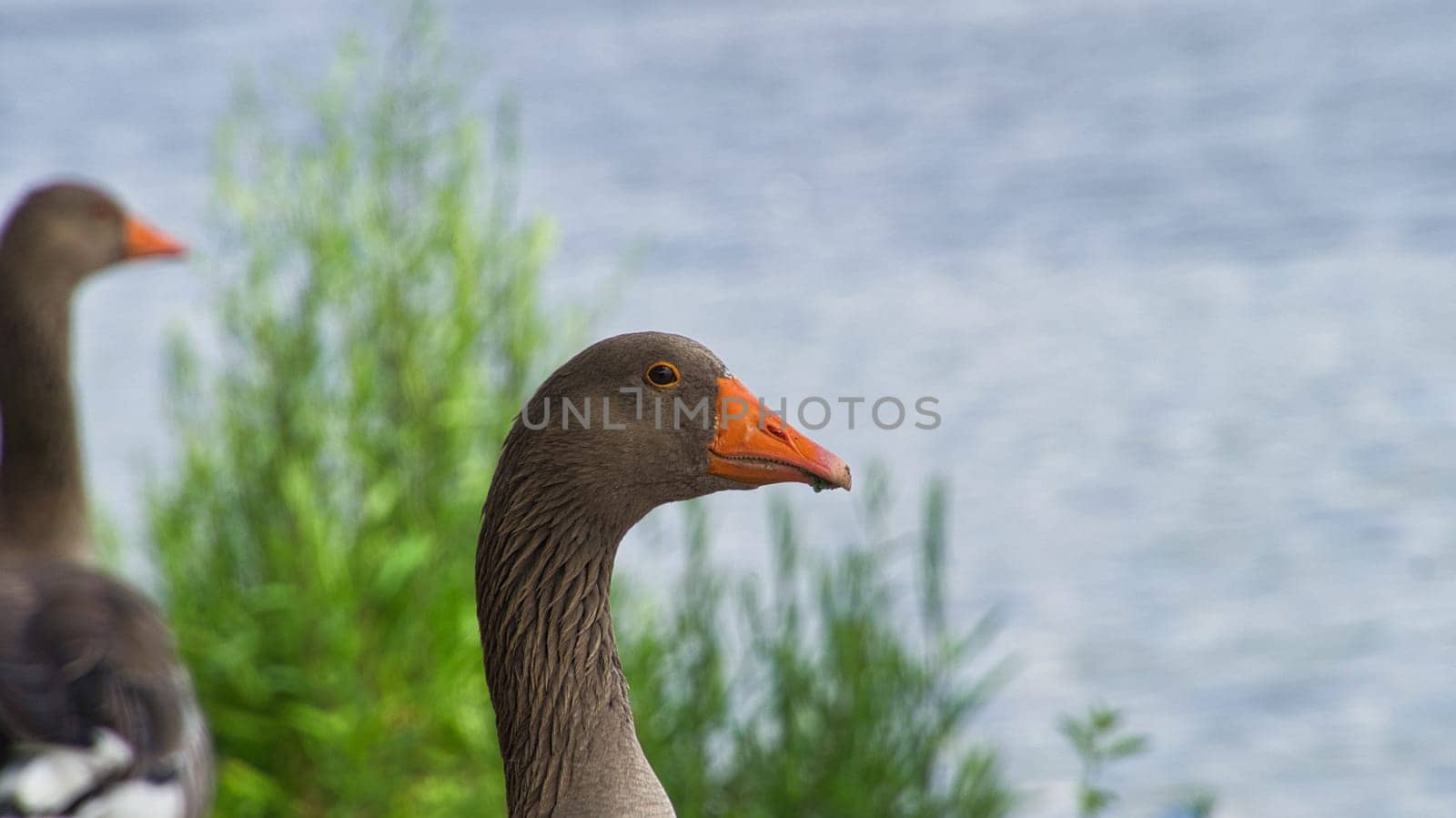 Wild geese at the river in the portrait. Rest of birds to take food and rest. Animal photo in the landscape