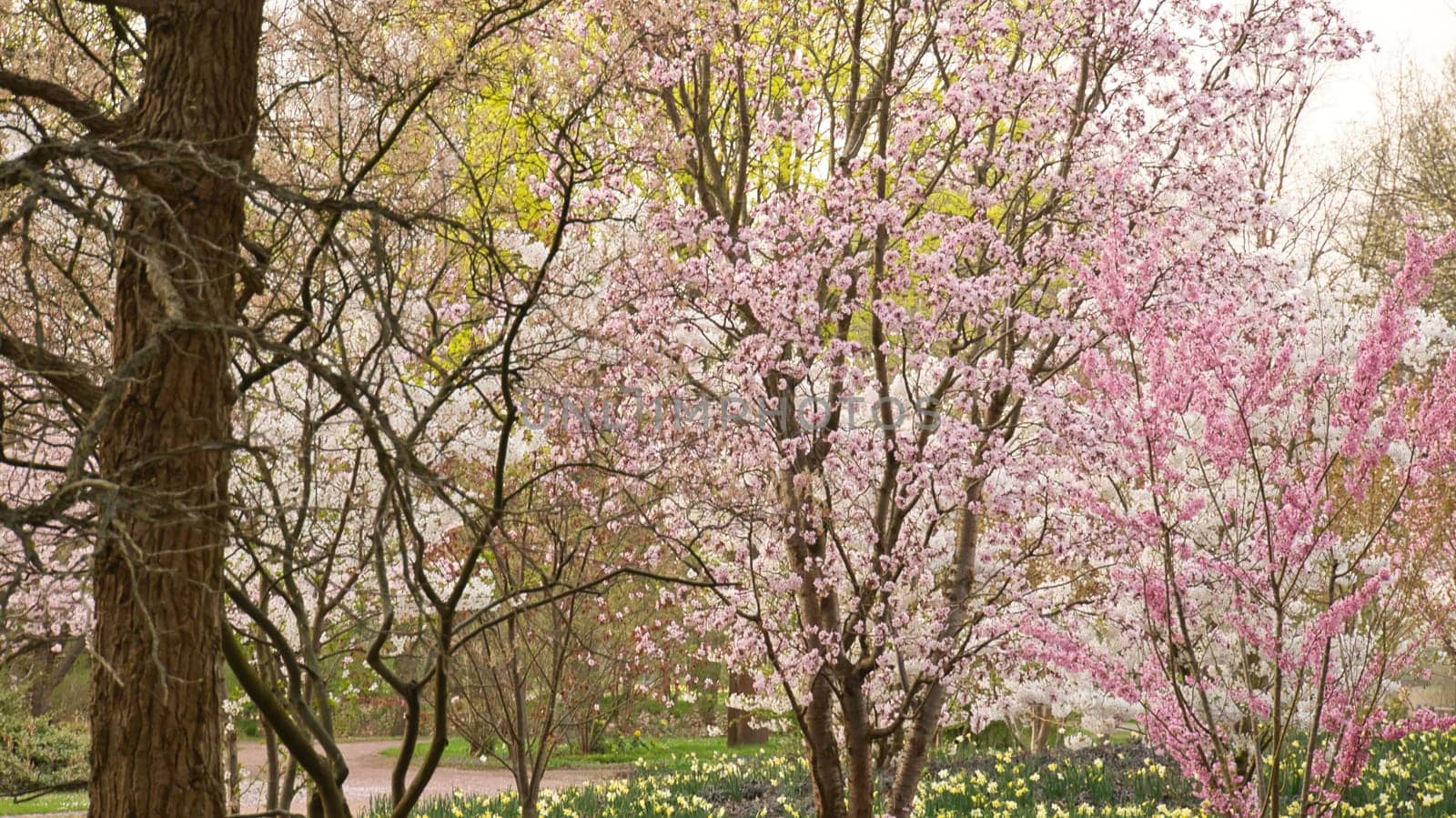 Cherry blossoms in the park in Berlin. In spring, the cherry trees bloom in full splendor. Pink and white blossoms. Nature shot