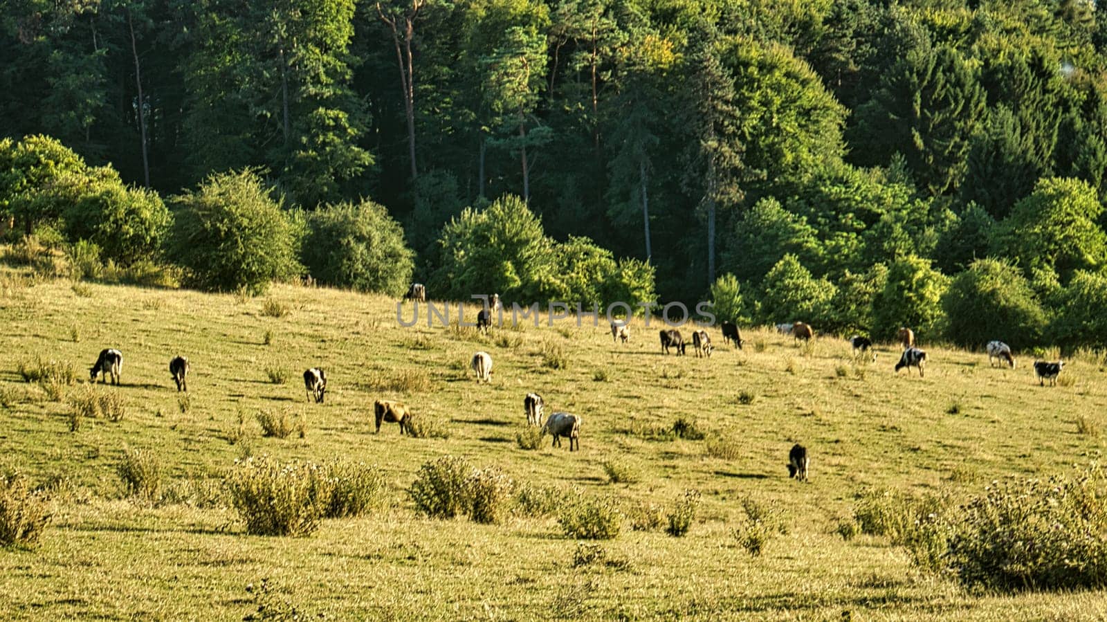 Herd of cows in a meadow. Brown farm animals lying relaxed in the grass while chewing the cud. Animal photography in summer.
