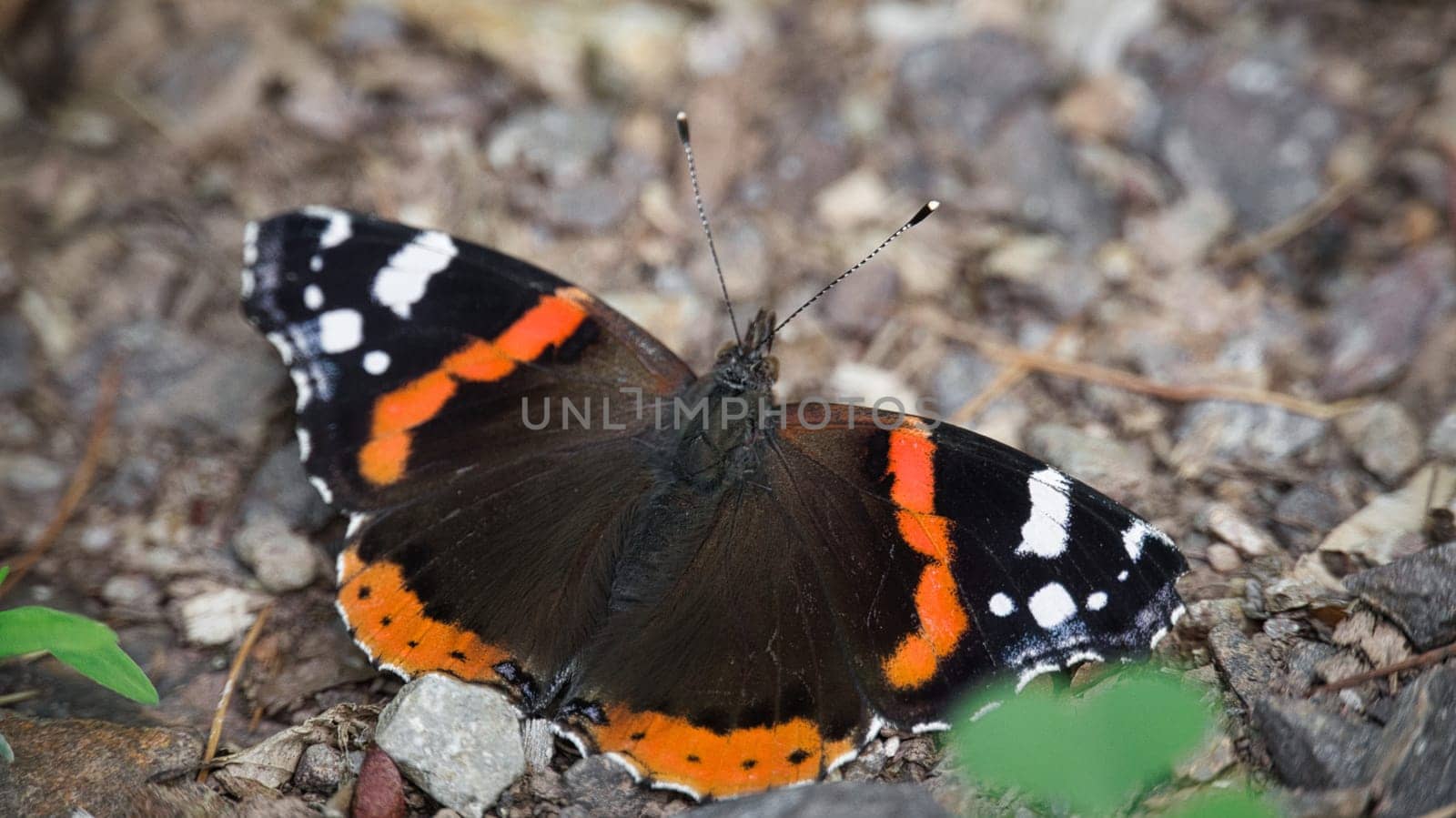 Admiral butterfly on the forest floor. Rare insect with bright colors. Relaxing while sunbathing. Macro animal photo