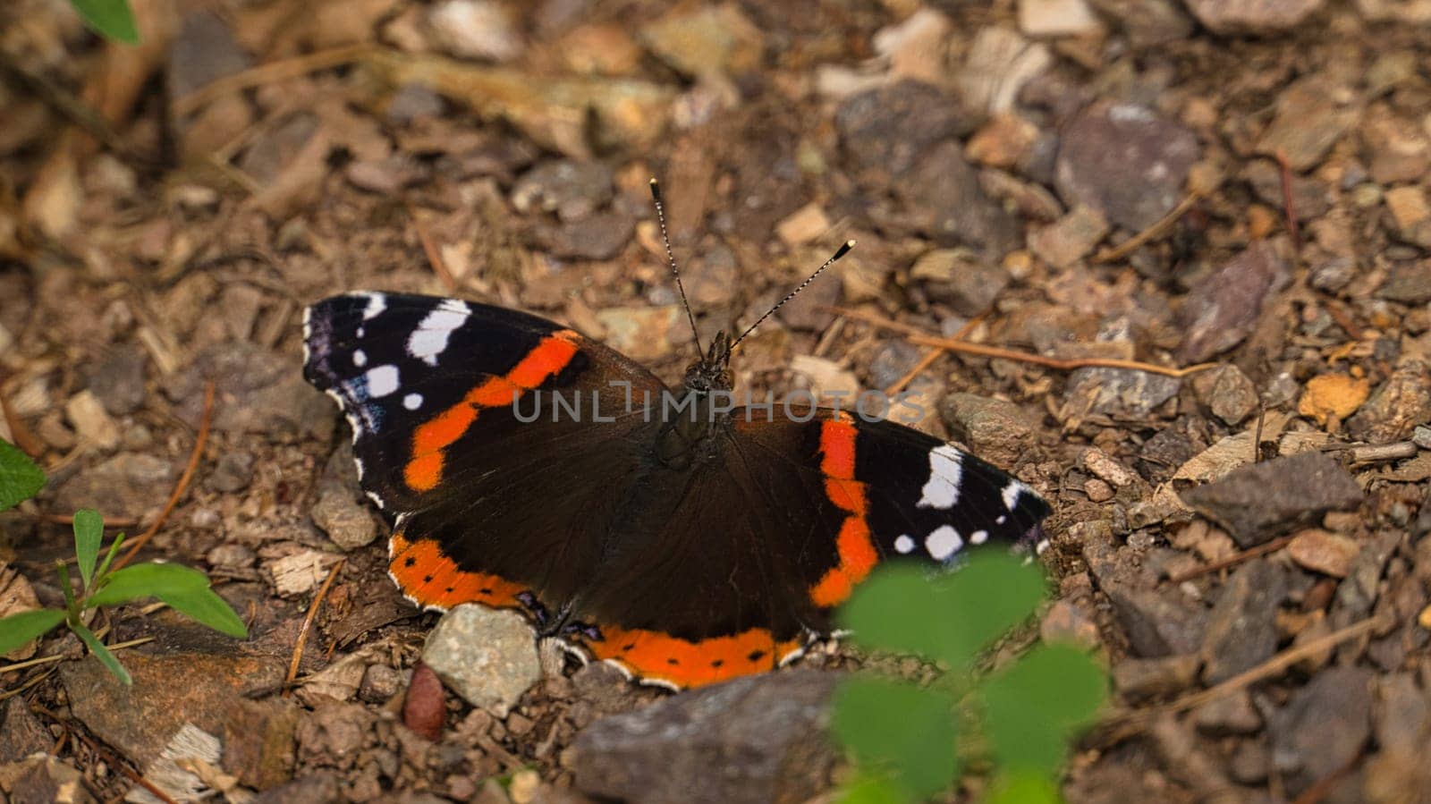 Admiral butterfly on the forest floor. Rare insect with bright colors. Relaxing while sunbathing. Macro animal photo